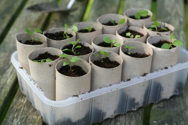 Repurpose toilet paper tubes / rolls | ecogreenlove