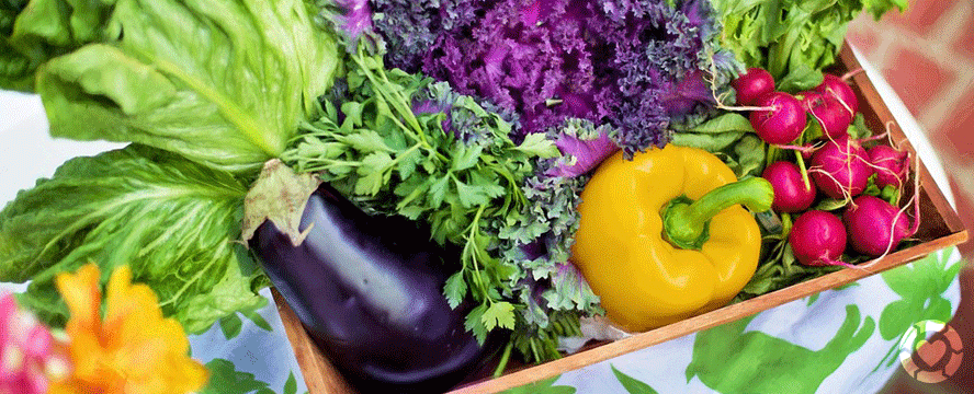 What can I Plant in March?&nbsp;[Infographic]