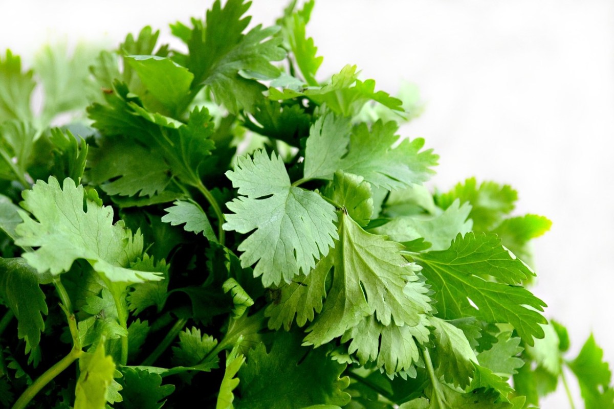 Cilantro Growing Guide | ecogreenlove