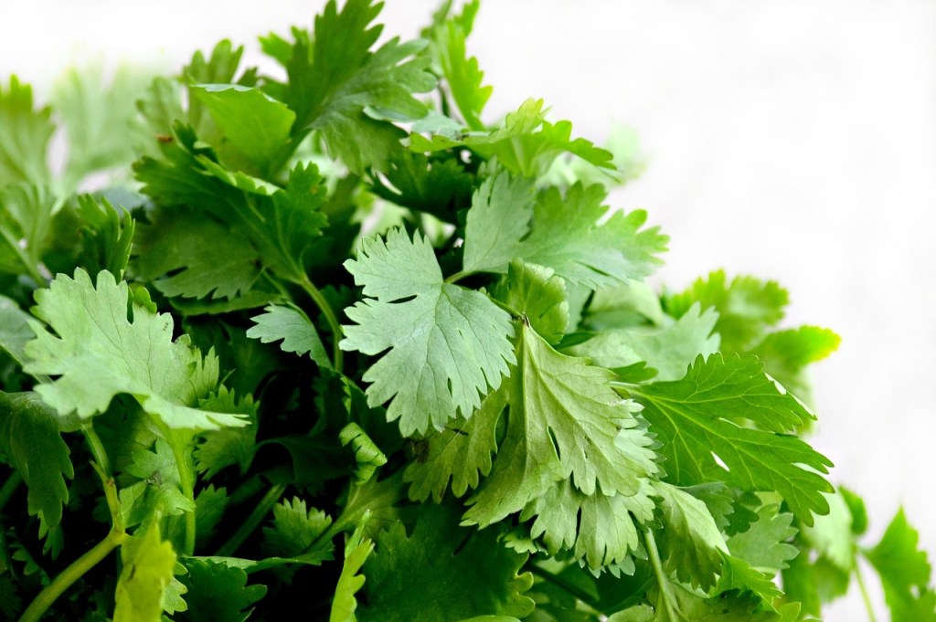 Growing Cilantro, a Kitchen Garden&nbsp;Essential