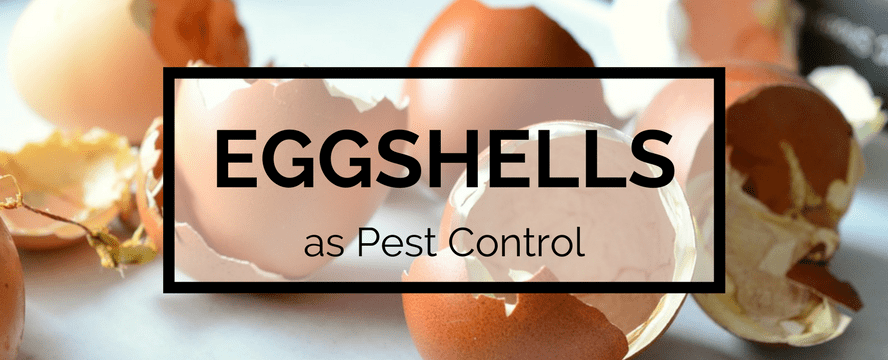Eggshells as Organic Pest Control | ecogreenlove