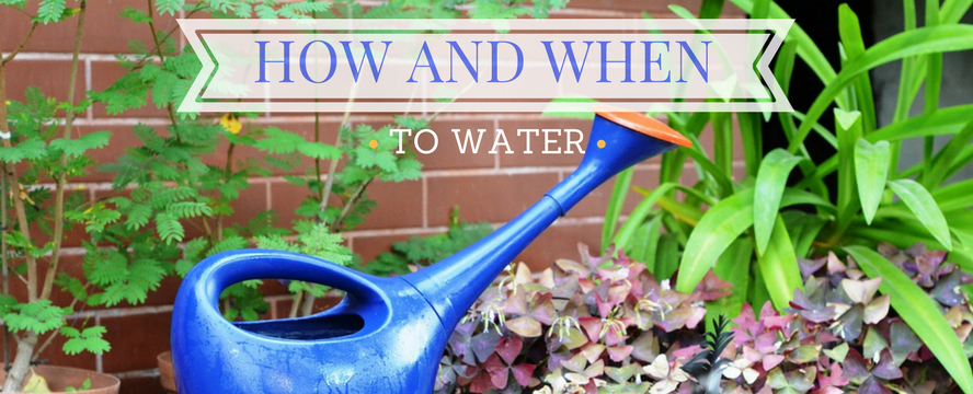 How and When to&nbsp;Water