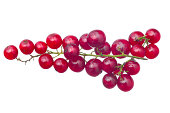 redcurrant
