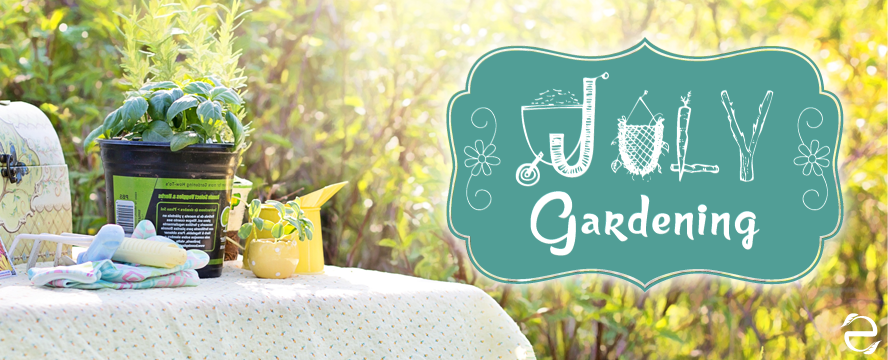 What to sow and grow in July&nbsp;[Infographic]