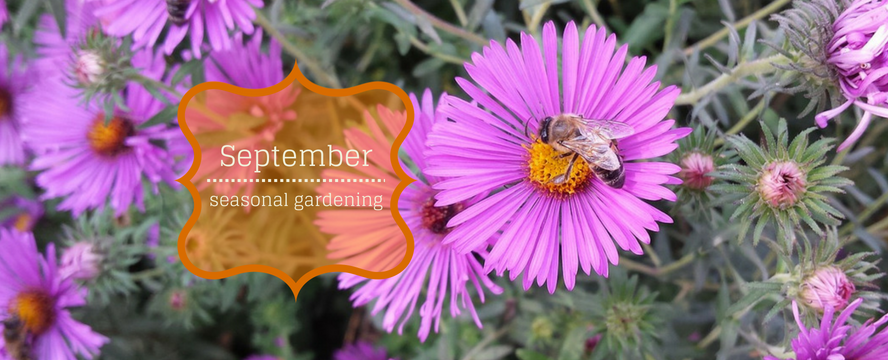 What to sow and grow in&nbsp;September