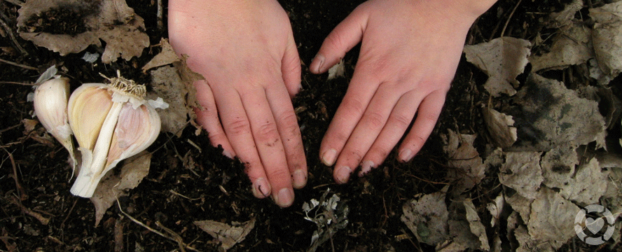 Fall Gardening Tips for Beginners