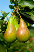 concorde pears