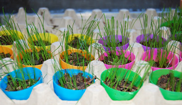 Creative Ways to Repurpose Plastic (Kinder) Eggs | ecogreenlove