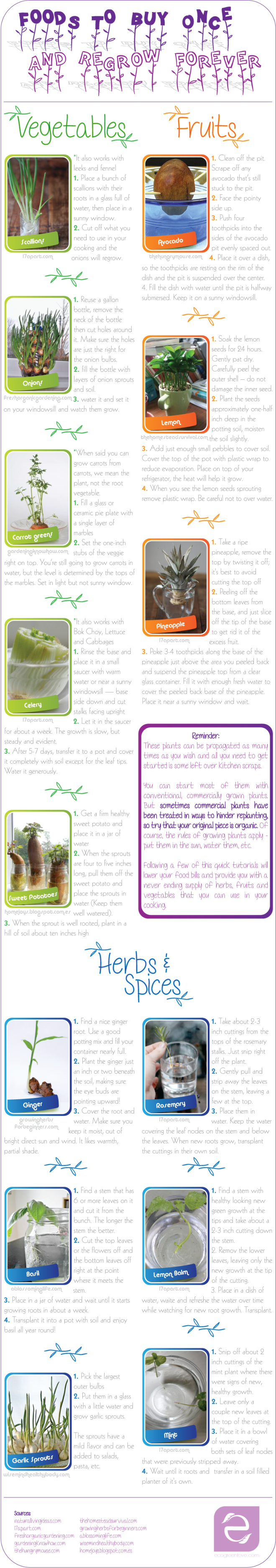 regrowScraps_ecogreenlove