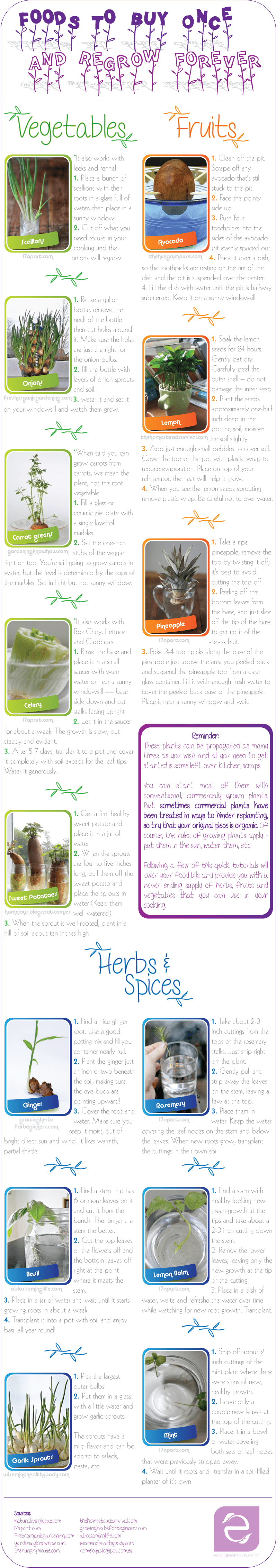 regrowScraps_ecogreenlove