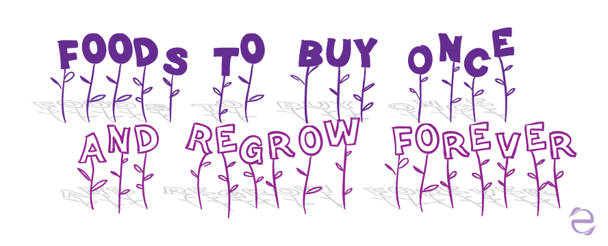 Foods you can regrow from Scraps [Infographic]