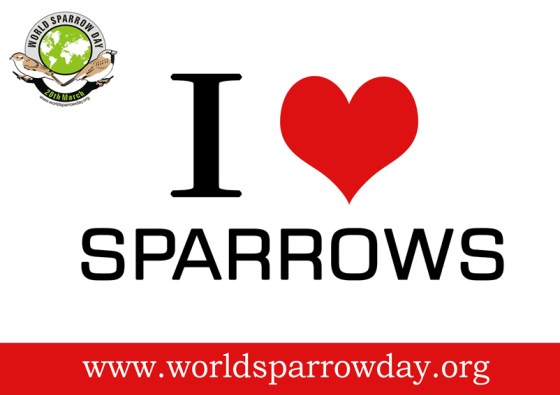 i love sparrows