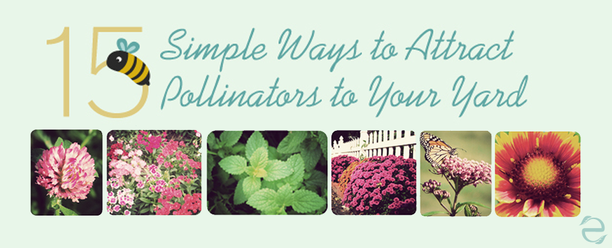 How to attract Pollinators&nbsp;[Infographic]
