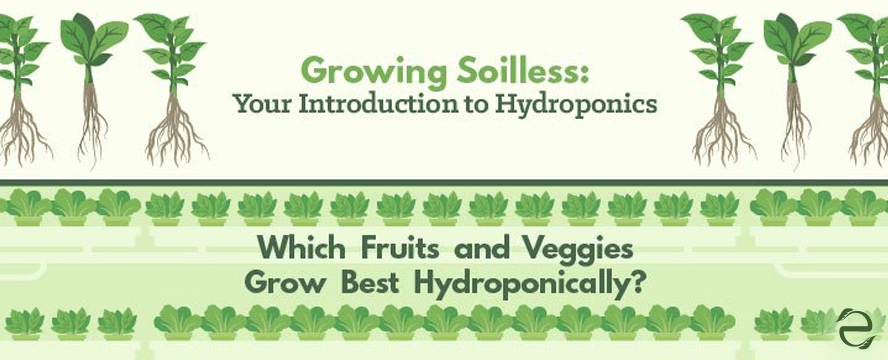 Hydroponics [Infographic]