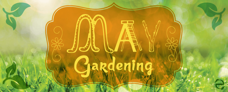Gardening in May&nbsp;[Infographic]