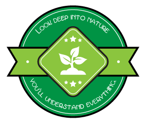 look deep into nature, you'll understand everything | ecogreenlove