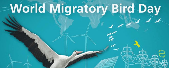 Environmental Dates: World Migratory Bird Day | ecogreenlove