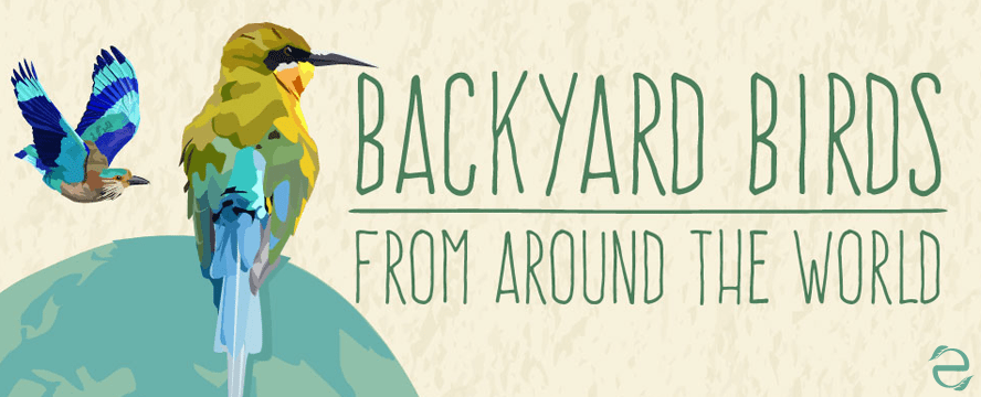 Backyard Birds from Around The World&nbsp;[Infographic]
