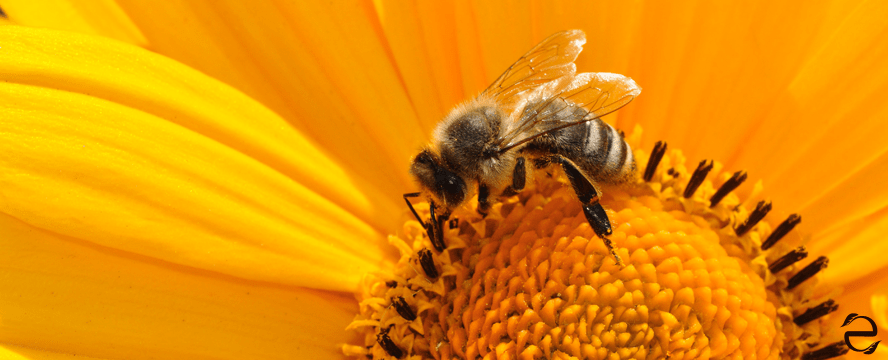 Which Came First – Flowers or Bees?&nbsp;[Video]