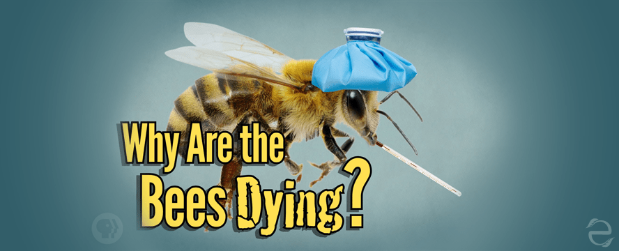 Why Are The Bees Dying?&nbsp;[Video]