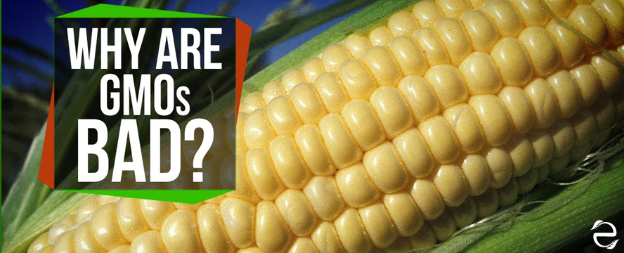 Why are GMOs Bad? [Video]