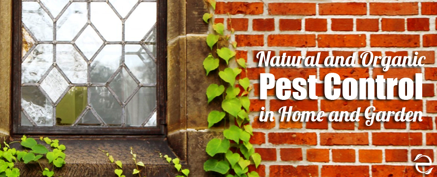 Natural and Organic Pest Control in the Home and&nbsp;Garden