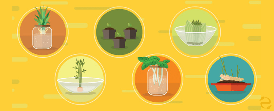19 Foods you can Regrow from Scraps [infographic]