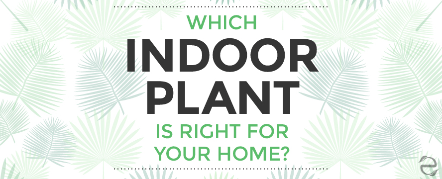 Which Indoor Plant is right for your Home? [Infographic] | ecogreenlove