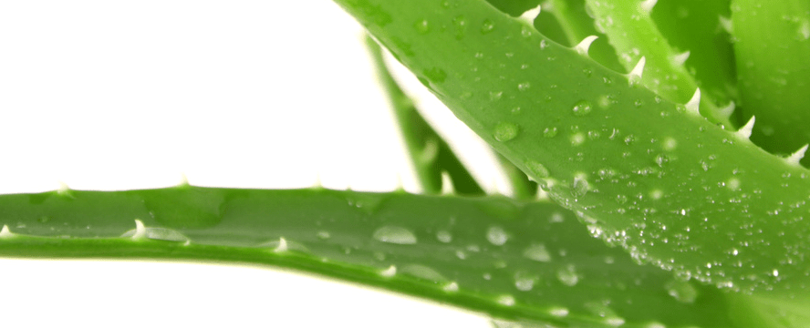 Aloe Vera health benefits + Juice recipe&nbsp;[Infographic]