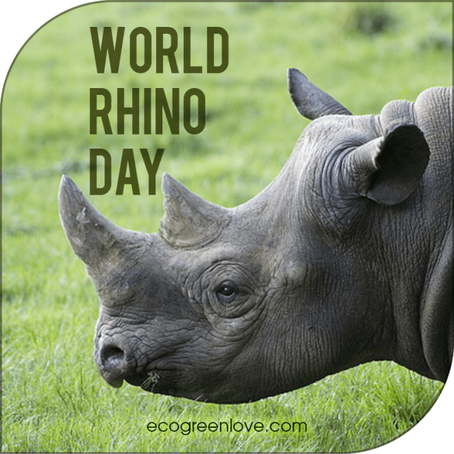 Environmental Dates: World Rhino Day | ecogreenlove Environmental Dates: World Rhino Day | ecogreenlove