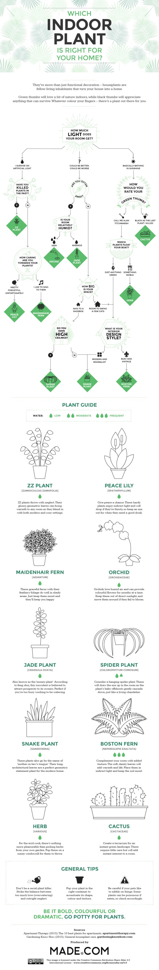 Which Indoor Plant is right for your Home? [Infographic] | ecogreenlove