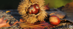 DIY: Autumn Crafts with Conkers – ecogreenlove