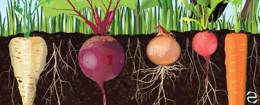 Where food begins [Infographic] | ecogreenlove