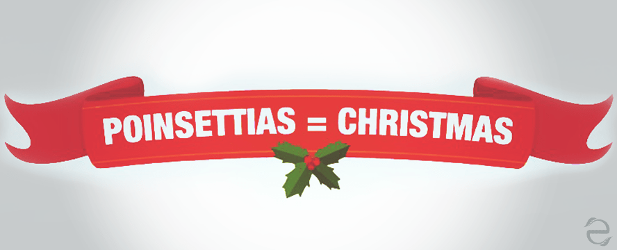 All about Poinsettias&nbsp;[Infographics]