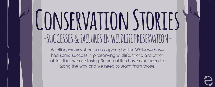Wildlife Preservation: Successes & Failures&nbsp;[Infographic]