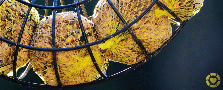 Birdfeeders… reusable but still plastic | ecogreenlove