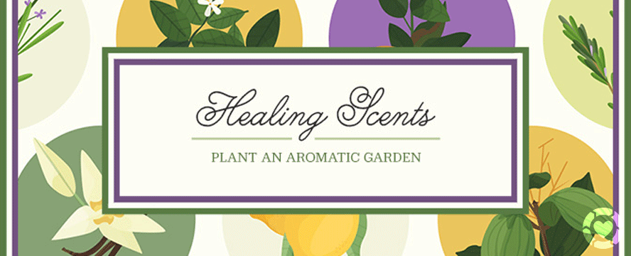 Plant an Aromatic Garden&nbsp;[Infographic]