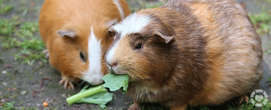 Guinea Pig Diet&nbsp;[Video]