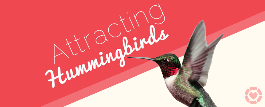 Attracting Hummingbirds [Infographic] | ecogreenlove