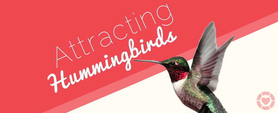 Attracting Hummingbirds [Infographic]