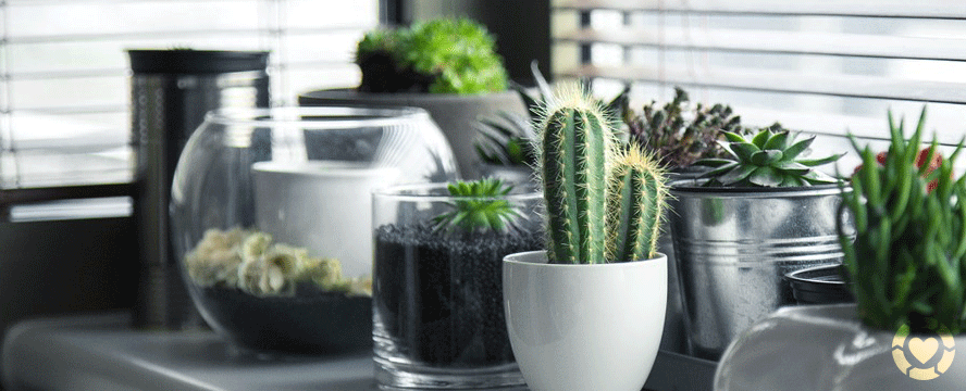 Unusual ways to display Indoor Plants&nbsp;[Infographic]