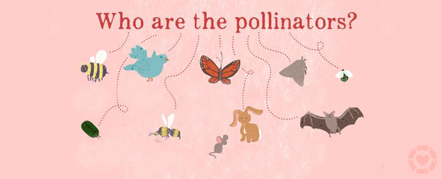 Who are the Pollinators?&nbsp;[Infographic]