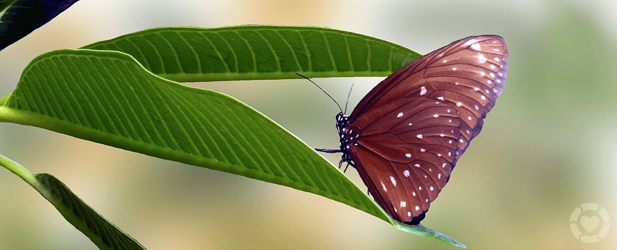 Butterfly Gardening [Infographic]