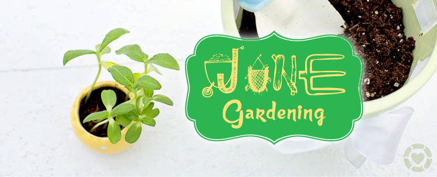 Gardening in June&nbsp;[Infographic]