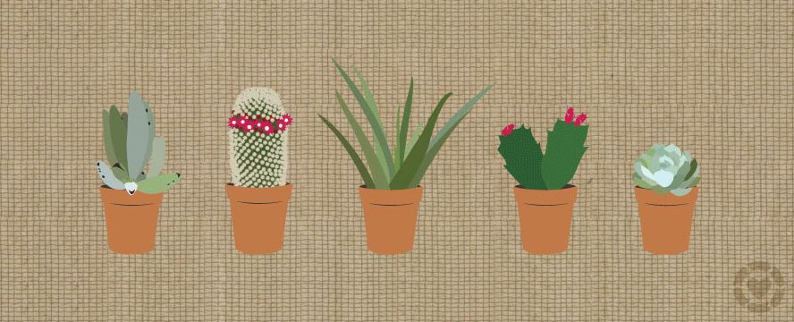How to plant Succulents&nbsp;[Infographic]