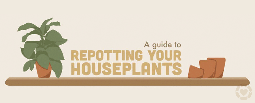 How to Repot your Houseplants&nbsp;[Infographic]