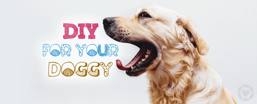 DIY for your Doggy&nbsp;[Infographic]