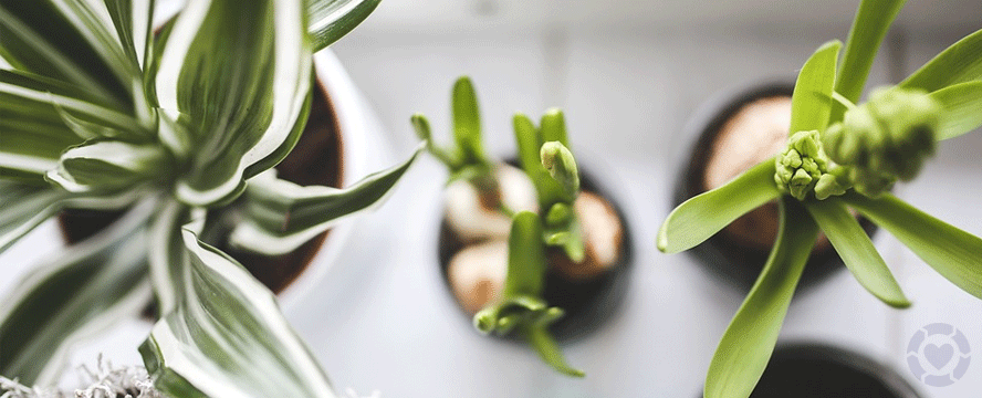 Houseplants for Low, Medium, & Bright Light [Infographic] | ecogreenlove