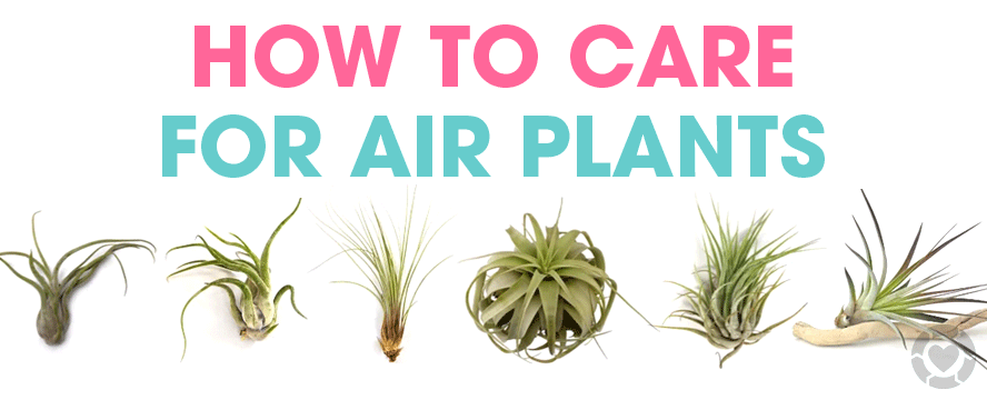 Air Plants Guide&nbsp;[Infographic]