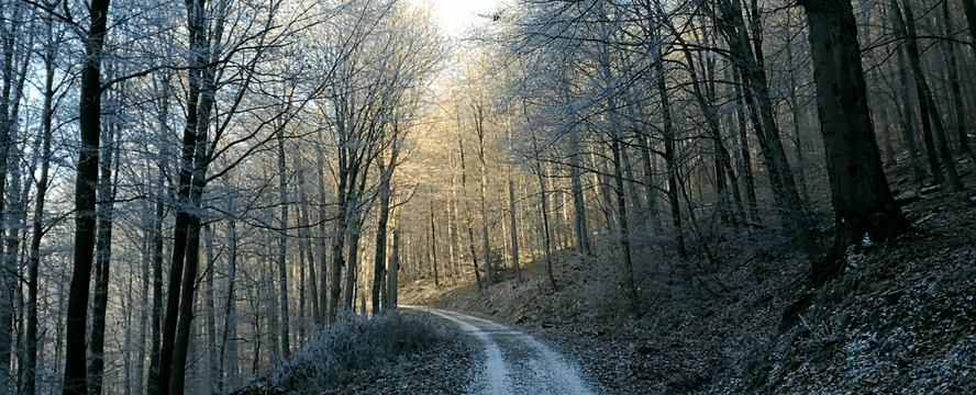 First hike of the year • Winter in Heidelberg | ecogreenlove
